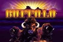 Buffalo